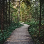 Wooden forest trail for a digital detox weekend walk