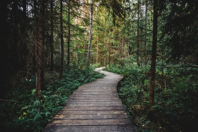 Wooden forest trail for a digital detox weekend walk