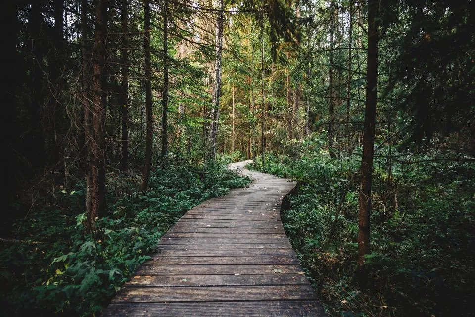 Wooden forest trail for a digital detox weekend walk